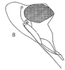 Head: !! display not done !! on Onura eburneola Oman, 1938: head, laterally. (Observation).