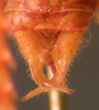 CollectionObject 1543555; dbf2aa70-cd2e-4bb8-a3d6-a142dc00a46c: male cerci, dorsal view (syntype). (CollectionObject).