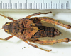 CollectionObject 1498672; bf9a28ec-7ec6-43ea-9aa0-7195f4c97b5c: female, dorsal view. (CollectionObject).