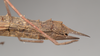 CollectionObject 1560273; 6ce14ac0-25f6-45dd-a0c7-f2e51e329f2b, NHMUK(SF IMPORT DUPLICATE) 844965: copyright Natural History Museum, London. female: end of abdomen, lateral view (holotype). (CollectionObject).