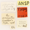 CollectionObject 1961678; aad64671-a456-438a-86c3-500e7e4f33b3, ANSP 16_GRYLL_ANSP: Female, labels (lectotype). (CollectionObject).