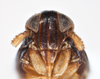 Head: !! display not done !! on Delphacodes balli Muir & Giffard, 1924: (Observation).