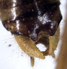 CollectionObject 1531535; 6a6e5aee-c08f-4ea4-a82b-dc30dabdc301: male cerci (syntype). (CollectionObject).