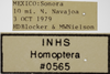 Other on Athysanella (Diphipyga) nimbata Ball & Beamer, 1940: Labels - male. Labels for the male specimen. (Observation).