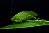 live male on bush leaf. Depicts CollectionObject 1593832; bd254ab3-0e95-4a85-8e85-86a3ea961c9f, a CollectionObject.