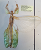 CollectionObject 1600478; 220e49c7-ec75-47b7-8d05-3d4a52fdd37f: copyright RBINS, photo by Royce Cumming. male, dorsal view (paratype). (CollectionObject).