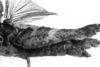 CollectionObject 1501494; fdfb6e0e-0ab3-4bb1-8a90-14cb65f83796: photo C.S. Carbonell. female abdomen, lateral view (syntype). (CollectionObject).