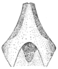 Macroteratura (Macroteratura) megafurcula (Tinkham, 1944): Fif. 157 s (after allotype). female subgenital plate. (Otu).