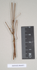 CollectionObject 1557945; 82488c0f-5e00-477b-9c3f-05536d232a06: copyright Natural History Museum, London. male (paratype). (CollectionObject).;CollectionObject 1557946; c99e70f7-516a-4c8c-9245-478afe0d9f52: copyright Natural History Museum, London. male (paratype). (CollectionObject).