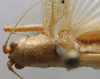 CollectionObject 1535004; 3d082103-7375-45e8-b488-de77fffbd8e9: male pronotum, dorsal view (paralectotype). (CollectionObject).