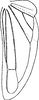 Hind wing on Dialecticopteryx (Akotettix) centromaculata (Ramakrishnan & Menon, 1972): Hind wing. (Observation).