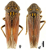 Habitus, dorsal view: Mexico, Durango, rt. 45 km 100, INHS. (Observation).