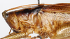 CollectionObject 1585131; e96d3a2f-b304-4cc9-913d-61c3c7299449: male, head and pronotum, lateral view (scale bar: 5 mm). (CollectionObject).