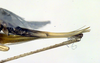 CollectionObject 1500362; d28f39ca-4588-4893-805b-8e3613cc81c0, DORSA BTgonoccHTF: ovipositor (holotype). (CollectionObject).
