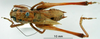 CollectionObject 1530694; DORSA STmetambHTM, b7cf199a-46ab-427a-9556-727f68ec9413: male, dorsal view (holotype). (CollectionObject).
