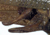 CollectionObject 1532155; NMW 7157, aeb7b1f3-e969-4555-8e71-6792f34baa5e: male subgenital plate and cercus (syntype). (CollectionObject).