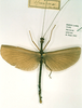 CollectionObject 1560734; 49cf5ce5-a924-47b8-bff2-b1c4df69aa00: copyright RMNH, Leiden. male (holotype). (CollectionObject).
