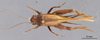 CollectionObject 2804368; d91e3c29-48fa-40a5-ad94-9b5fd33698e7, FCE- GY 80, occurrenceID:- GY 80: (CollectionObject).