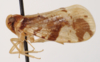 Habitus, lateral view on Demetia Koçak & Kemal, 2009: Demetia jamaicensis (Caldwell, 1950). (Observation).