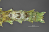 CollectionObject 1595662; 3c2d9ef7-965a-4a20-a322-2cf0e46e7296: copyright SWFU Kunming. female end of abdomen, dorsal view (holotype). (CollectionObject).