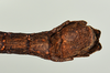 CollectionObject 1557491; 95bc6885-bb4f-468a-b81e-b144536c8e95: copyright USNM, Washington. (CollectionObject).