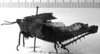 CollectionObject 1530130; e3e20456-ef84-4d6c-8113-15dd2fa075c7: Image Carbonell, C.S. female, lateral view (holotype). (CollectionObject).