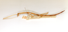 CollectionObject 1559642; 6596e011-9f58-4033-84a9-0d1b979aa9e5: copyright ETHZ. female, lateral view (holotype). (CollectionObject).