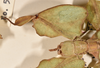 CollectionObject 1561247; 985ffc88-46ed-4992-8c74-4437d7c56b52: copyright UMO. female of Phyllium pulchrifolium, head & right foreleg (holotype). (CollectionObject).