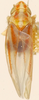 Habitus, dorsal view on Erythridula falcata (Beamer, 1930): Habitus (holotype, KSEM collection). (Observation).