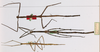 CollectionObject 1559001; 11854f69-fd51-4979-b3b0-4565cb6cf245: copyright MHNG Geneva. female (holotype). (CollectionObject).