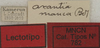 CollectionObject 1535156; 1f263a18-2ff4-49c8-bc9a-648efa7cbb01: labels (lectotype). (CollectionObject).
