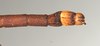 CollectionObject 1560709; 71a31e01-2952-4073-b56a-793134ecc899: copyright MIZ, Warsaw. male: end of abdomen, dorsal view (holotype). (CollectionObject).