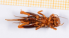 CollectionObject 1594398; 932f9df6-83b6-4bfc-9559-79c8120e562e: female, ventral view (allotype). (CollectionObject).