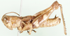 Pteropera femorata (Giglio-Tos, 1907): as Pteropera pictipes. male, lateral view. (Otu).