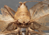 CollectionObject 1505777; 65635fcf-c915-42de-beb2-790f80dfa404: male pronotum, dorsal view (type). (CollectionObject).