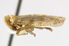 Habitus, lateral view: (Observation).