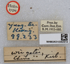 CollectionObject 1595751; bef6f937-396a-4e17-a9f1-b1ae90ee3671, NHMUK010362914: labels (possibly holotype of Cyrtacanthacris wingatei or Acridium vinosum). (CollectionObject).
