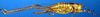 CollectionObject 1521369; 026c456f-19c1-4e17-adcf-99b638704cf8: female, lateral view (holotype). (CollectionObject).