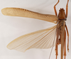 Amacroxiphus nigrifrons (Dohrn, 1905): male dorsal (syntype). (Otu).