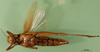CollectionObject 1502199; f8b022b3-7820-46cb-9733-6e2fa8f64d29: female, ventral view (syntype of Acridoderes validiceps). (CollectionObject).