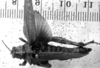 Spathalium audouinii (Blanchard, 1836): Image Carbonell, C.S. female, dorsal view (Spathalium stali). (Otu).