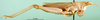 CollectionObject 1502714; 206f3258-0f55-4ea6-b78d-1a84e0360b8f: female, lateral view (Pyrgomorpha brevipennis). (CollectionObject).