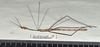 CollectionObject 1597613; 23ffff4b-6ca5-47a6-beab-7c2608ea731a: copyright QM. male, lateral view (paratype). (CollectionObject).