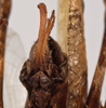 CollectionObject 1534641; bd7bdfaa-b834-422c-b01c-3a0af2992374: female subgenital plate (holotype). (CollectionObject).