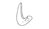 Megacephalacris pugnax pugnax (Gerstaecker, 1873): Fig. 64. male cercus, apical view. (Otu).