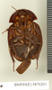 CollectionObject 1572879; fa43a020-c215-473b-bb77-5f596b654414: Copyright Natural History Museum, London. Non-type (adult female) in BM(NH). Ventral view. (CollectionObject).