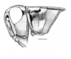 Akamasacris variabilis (Scudder, 1897): male head and pronotum, lateral view. (Otu).
