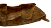 CollectionObject 1564004; ac99f267-3967-445a-827e-09ad64d3c6b8: copyright ISNB, Brussels. female: end of abdomen, lateral view (holotype). (CollectionObject).