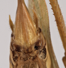CollectionObject 1534498; 59734325-e8ef-4de4-8b8d-22b1f64be4ac: female subgenital plate (holotype). (CollectionObject).