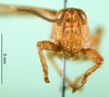 CollectionObject 1501642; aa3cde68-2f9d-45a4-b63a-2b7f87065b57: male, frontal view (syntype of Anthermus comis). (CollectionObject).